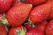Strawberries 'Ciflorette'