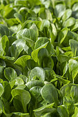 Lamb's lettuce (Valerianella olitoria)