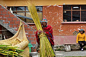 Aymara working the Totora (Schoenoplectus californicus subsp. tatora), Lake Titicaca, Bolivia
