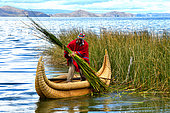 Aymara harvesting totora (Schoenoplectus californicus subsp. tatora) with a knife attached to a stick. Lake Titicaca, Bolivia