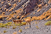 Guanaco (Lama guanicoe cacsilensis), Atacama, Chili, Peru