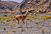 Guanaco (Lama guanicoe cacsilensis), Atacama, Chili, Peru