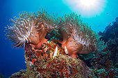 Anemone (Heteractis magnifica), coral reef. Ari Atoll, Maldives. Marine ecosystem. Indian Ocean.