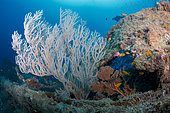 Coral reef. Ari Atoll, Maldives. Marine ecosystem. Indian Ocean.
