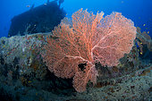 Gorgone (Subergorgia mollis). Fesdhoo wreck. Coral reef. Ari Atoll, Maldives. Marine ecosystem. Indian Ocean.