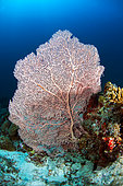 Gorgone (Subergorgia mollis). Coral reef. Ari Atoll, Maldives. Marine ecosystem. Indian Ocean.