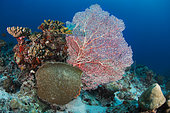 Gorgone (Subergorgia mollis). Coral reef. Ari Atoll, Maldives. Marine ecosystem. Indian Ocean.