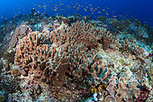 Coral reef. Ari Atoll, Maldives. Marine ecosystem. Indian Ocean.