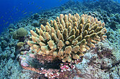 Coral (Acropora sp.). Coral reef. Ari Atoll, Maldives. Marine ecosystem. Indian Ocean.