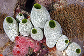 Green Barrel Sea Squirt (Didemnum molle), coral reef. Ari Atoll, Maldives. Marine ecosystem. Indian Ocean.