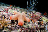 Granulated sea star (Choriaster granulatus), coral reef. Ari Atoll, Maldives. Marine ecosystem. Indian Ocean.