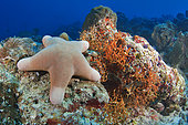 Granulated sea star (Choriaster granulatus), coral reef. Ari Atoll, Maldives. Marine ecosystem. Indian Ocean.