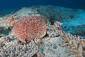 Spiny cushion star (Culcita schmideliana), coral reef. Ari Atoll, Maldives. Marine ecosystem. Indian Ocean.