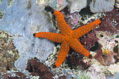 Indian Sea Star (Fromia indica), coral reef. Ari Atoll, Maldives. Marine ecosystem. Indian Ocean.