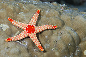 Necklace starfish or tiled starfish (Fromia monilis), coral reef. Ari Atoll, Maldives. Marine ecosystem. Indian Ocean.