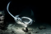 Manta ray (Mobula alfredi). Night shot. Fesdhoo, Ari Atoll. Maldiva's Islands.