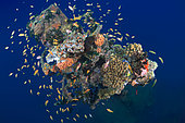 Machafushi wreck. Ari Atoll, Maldives. Marine ecosystem. Indian Ocean.