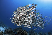 Shoal of Humpback Snapper (Lutjanus gibbus). Maldives Islands, Indian Ocean.