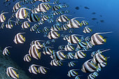 Pennant coralfish (Heniochus acuminatus). Maldiva's Islands, Indian Ocean.