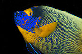 Bluefaced angelfish, yellowmask angelfish (Pomacanthus xanthometopon). Maldives Islands, Indian Ocean.