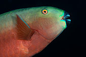 Parrotfish (Scarus sp.). Maldives Islands, Indian Ocean.