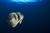 Longfin batfish (Platax teira). Maldives Islands, Indian Ocean.