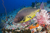 Bignose Unicornfish (Naso vlamingii). Maldives Islands, Indian Ocean.