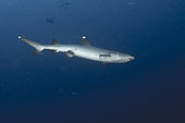 Whitetip reef shark (Triaenodon obesus). Maldives Islands, Indian Ocean.