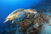 Tortue imbriquée (Eretmochelys imbricata) sur un récif corallien. Maldives. Océan Indien.