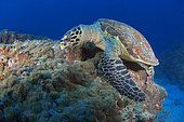 Tortue imbriquée (Eretmochelys imbricata) sur un récif corallien. Maldives. Océan Indien.