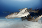 Nurse sharks (Nebrius ferrugineus). This species has become very popular among divers visiting the Maldives, as they can be easily found in various locations both day and night. Maldives Islands.