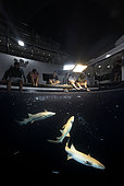 Nurse sharks (Nebrius ferrugineus) off the stern of the Blue Force One ship. At night they come to hunt small fish and invertebrates attracted by the light from the spotlights. Maldiva's Islands.