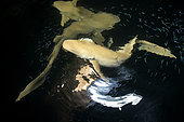 Nurse sharks (Nebrius ferrugineus) off the stern of the Blue Force One ship. At night they come to hunt small fish and invertebrates attracted by the light from the spotlights. Maldiva's Islands.