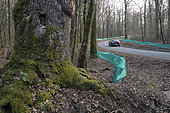Roadside nets, saving amphibians, forest near ponds, early spring, forest, Eloie, Territoire de Belfort, France