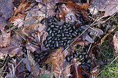 Roe deer (Capreolus capreolus), droppings in forest, Plancher Bas, Haute Saone, France