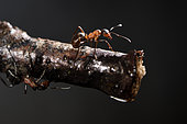 Red Wood Ant (Formica sp), collecting birch sap, forest, Plancher Bas, Haute Saone, France