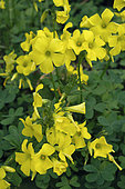 Oxalis pes-caprae, flowers and leaves, Menton, Alpes-Maritimes, France