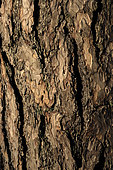 Austrian pine, (Pinus nigra), trunk in forest, Belfort, Territoire de Belfort, France