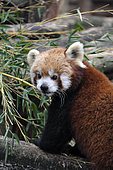Red panda (Ailurus fulgens), animal park of Sainte-Croix, Rhodes, Moselle, France