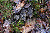 Droppings of wild boar (Sus scrofa) in forest, Plancher Bas, Haute Saone, France