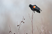 Red-winged Blackbird (Agelaius phoeniceus) male on a shrub in a marsh, Saguenay lac St Jean region, Quebec, Canada