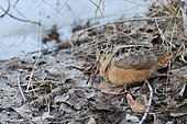 American woodcock (Scolopax minor) eating an earthworm, Saguenay lac St Jean region, Quebec Canada