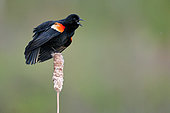 Red-winged Blackbird (Agelaius phoeniceus) male singing on a cattail in a marsh, Saguenay lac St Jean region, Quebec, Canada