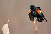 Red-winged Blackbird (Agelaius phoeniceus) male singing on a cattail in a marsh, Saguenay lac St Jean region, Quebec, Canada