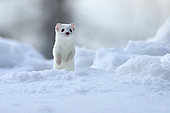 Long-tailed weasel (Mustela frenata) in white winter coat, Saguenay lac St Jean region, Quebec, Canada