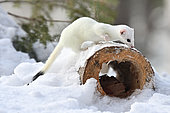 Long-tailed weasel (Mustela frenata) in white winter coat on a hollow log, Saguenay lac St Jean region, Quebec, Canada