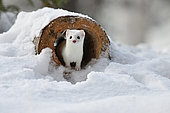 Long-tailed weasel (Mustela frenata) in white winter coat in a hollow log, Saguenay lac St Jean region, Quebec, Canada