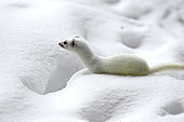 Long-tailed weasel (Mustela frenata) in white winter coat in snow, Saguenay lac St Jean region, Quebec, Canada