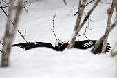 Long-tailed weasel (Mustela frenata) in white winter coat attacking a Pileated Woodpecker (Dryocopus pileatus) in the snow, Saguenay lac St Jean region, Quebec, Canada