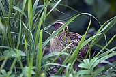 Common Quail (Coturnix coturnix) in the Normandy bocage, France